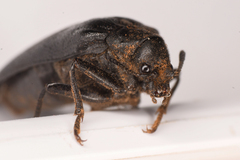 Sandalus californicus