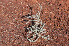 Sclerolaena cornishiana
