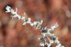 Sclerolaena cornishiana