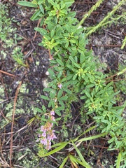 Lespedeza stuevei
