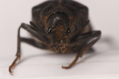 Sandalus californicus