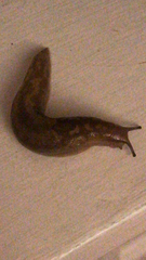Limacus