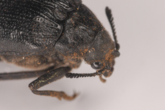 Sandalus californicus