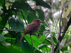 Malacoptila panamensis