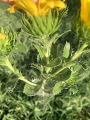 Grindelia adenodonta