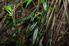Logania albiflora