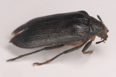 Sandalus californicus
