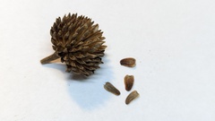 Verbesina helianthoides