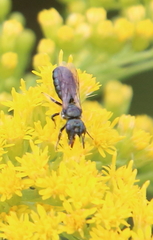 Ceratina