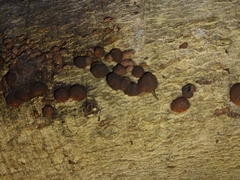 Hypoxylon fragiforme