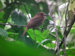 Malacoptila panamensis