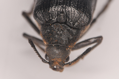 Sandalus californicus