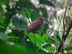 Malacoptila panamensis