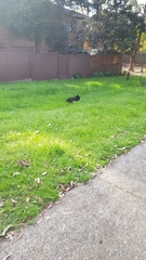 Alectura lathami lathami