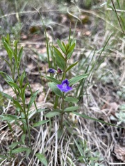 Scutellaria brittonii