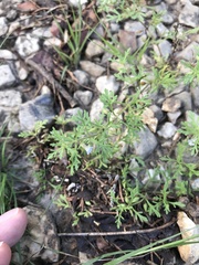 Leucospora multifida