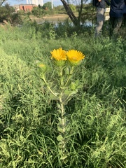 Grindelia adenodonta