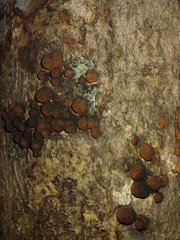 Hypoxylon fragiforme