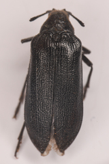 Sandalus californicus