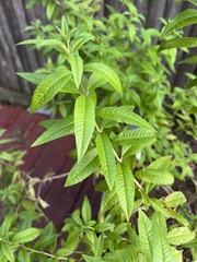 Aloysia citrodora