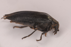 Sandalus californicus