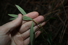 Logania albiflora