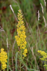 Solidago speciosa