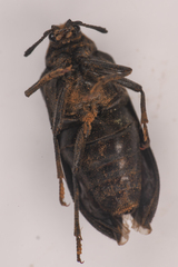 Sandalus californicus
