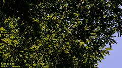 Lindera erythrocarpa