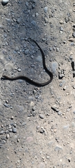 Thamnophis ordinoides
