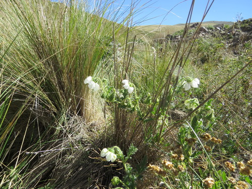 Caiophora clavata (Caiophora clavata)