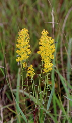 Solidago speciosa