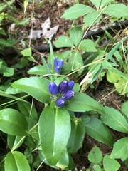 Gentiana clausa