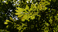 Lindera erythrocarpa