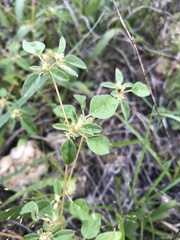 Croton monanthogynus