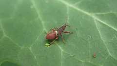 Oxycarenus lavaterae