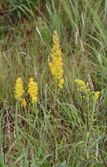 Solidago speciosa