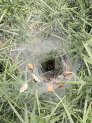 Agelena labyrinthica