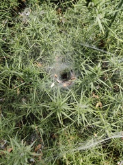 Agelena labyrinthica