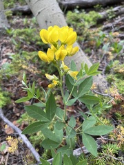 Thermopsis