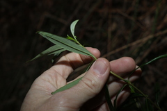Logania albiflora