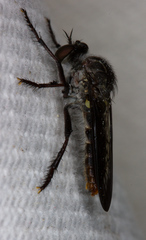 Heteropogon macerinus