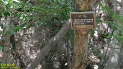 Lindera erythrocarpa