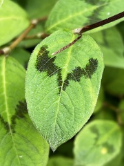 Persicaria filiformis