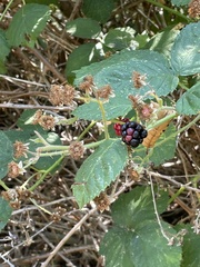 Rubus