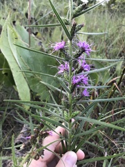 Liatris hirsuta