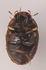 Hydrophilidae