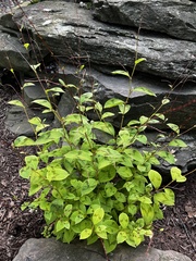 Persicaria filiformis