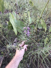 Liatris hirsuta