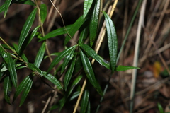 Logania albiflora